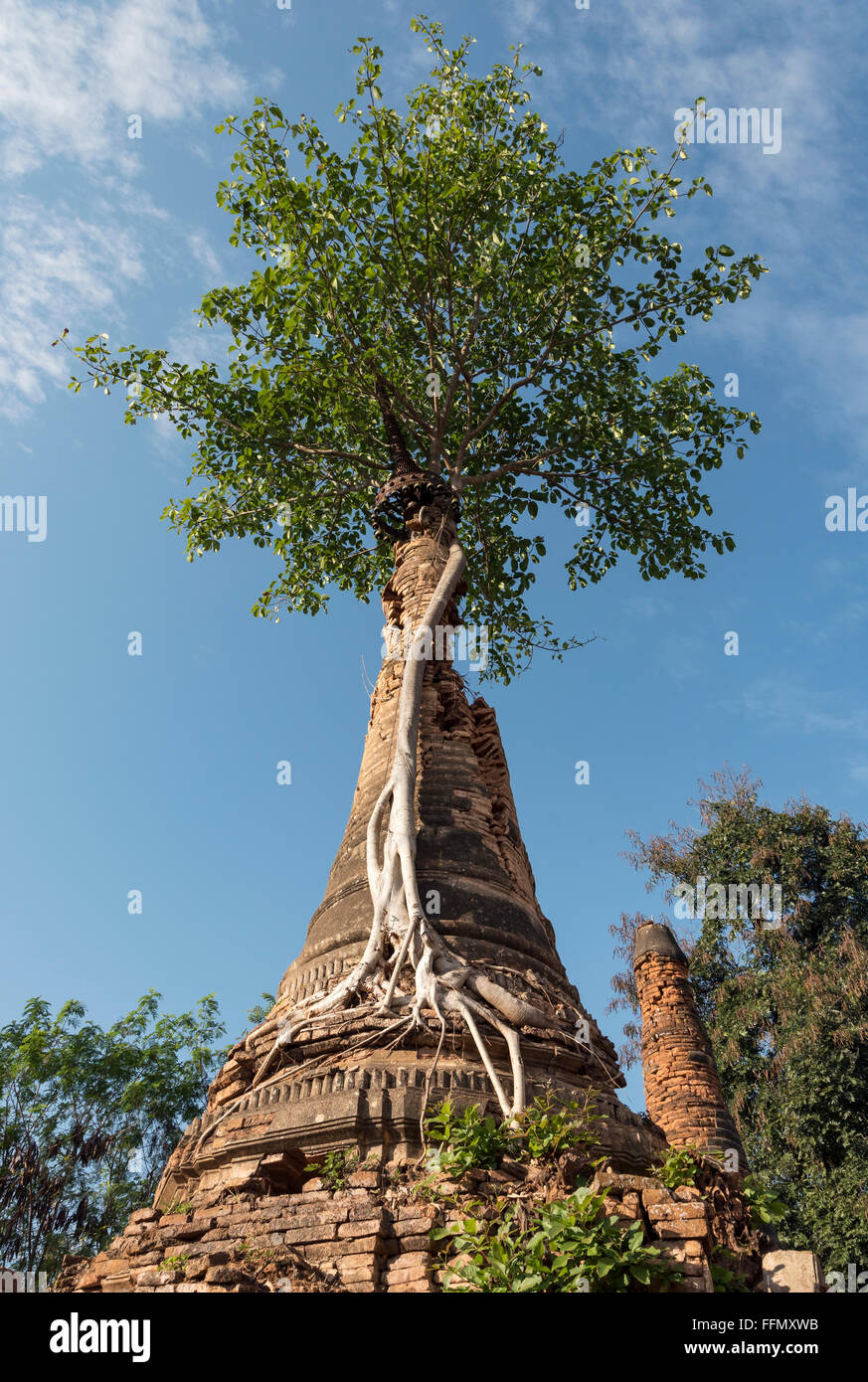 Crumbling stupa overgrown with a tree, Nyaung Oak monastery, Inthein (Indein), Burma (Myanmar) Stock Photo