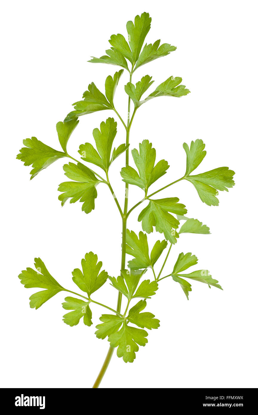 parsley sprig  isolated on white background Stock Photo