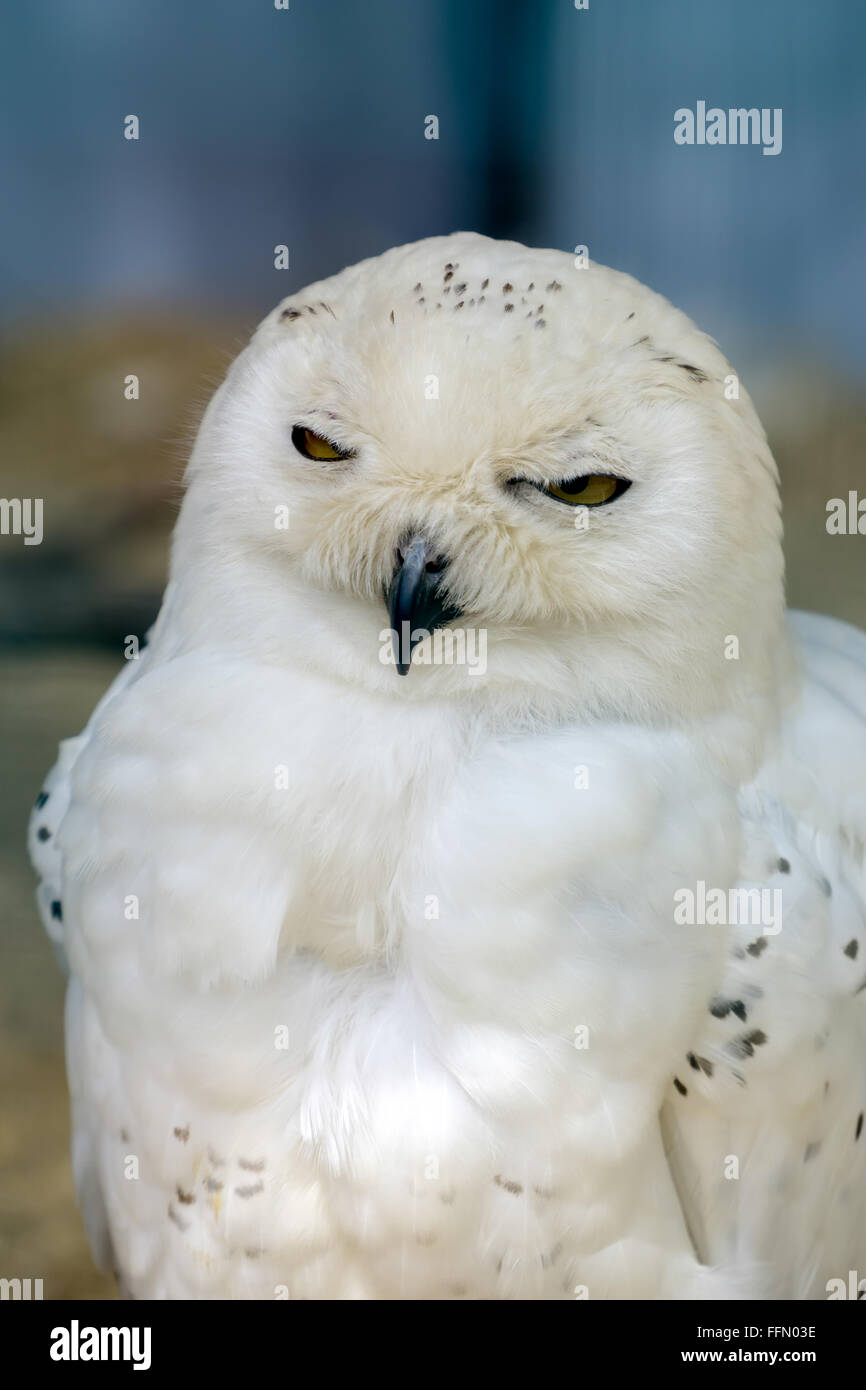 Snowy Owl (Bubo scandiacus Stock Photo - Alamy