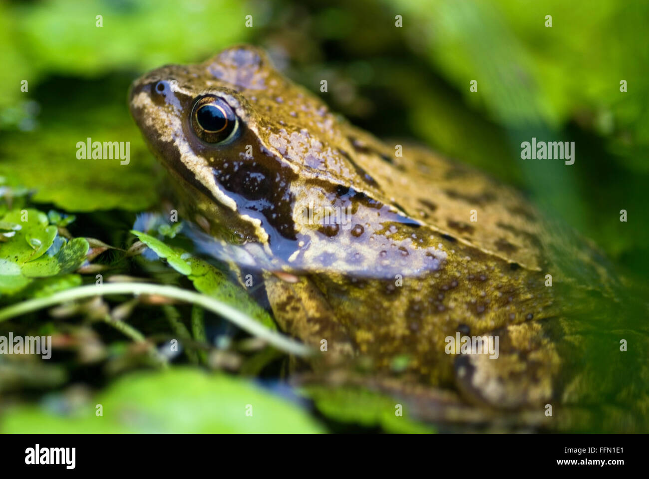 Rana temporaria Common Frog Stock Photo - Alamy