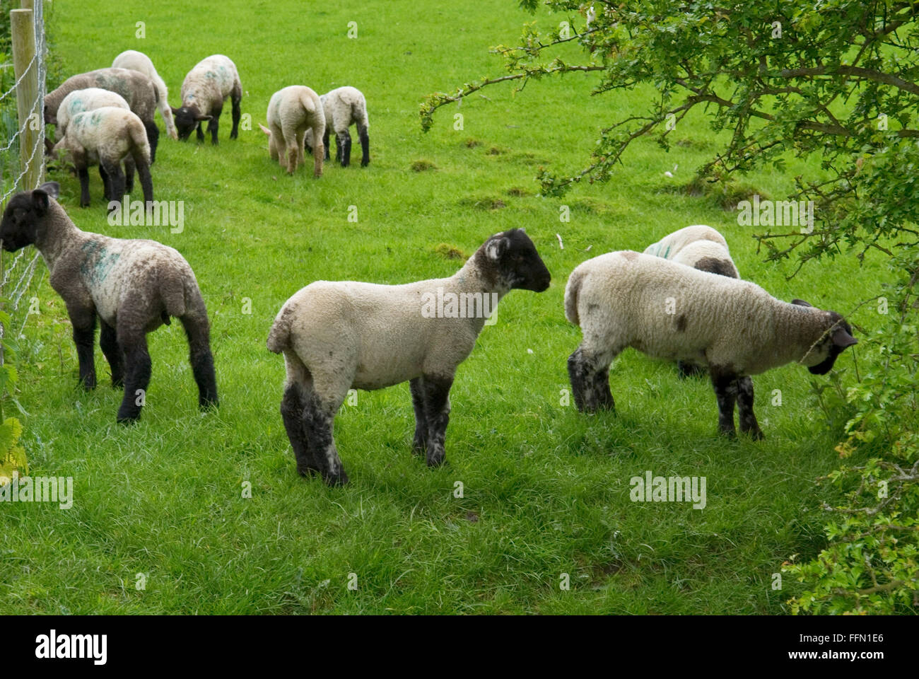 Suffolk Spring Lambs grazing in field Stock Photo