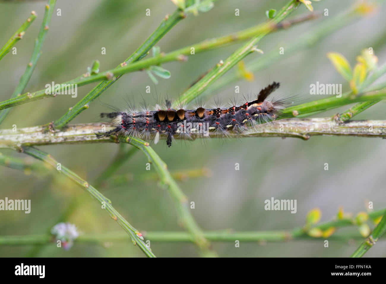 ORGYIA ANTIGUA RUSTY TUSSOCK MOTH CATERPILLAR Stock Photo