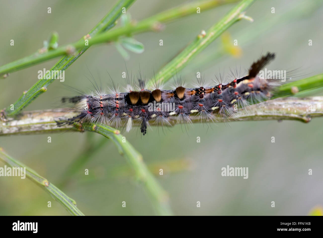 ORGYIA ANTIGUA RUSTY TUSSOCK MOTH CATERPILLAR Stock Photo