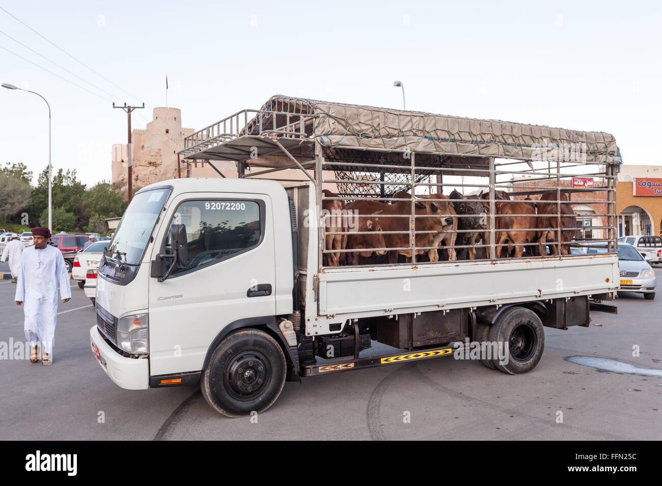 Livestock transport in Oman Stock Photo Alamy