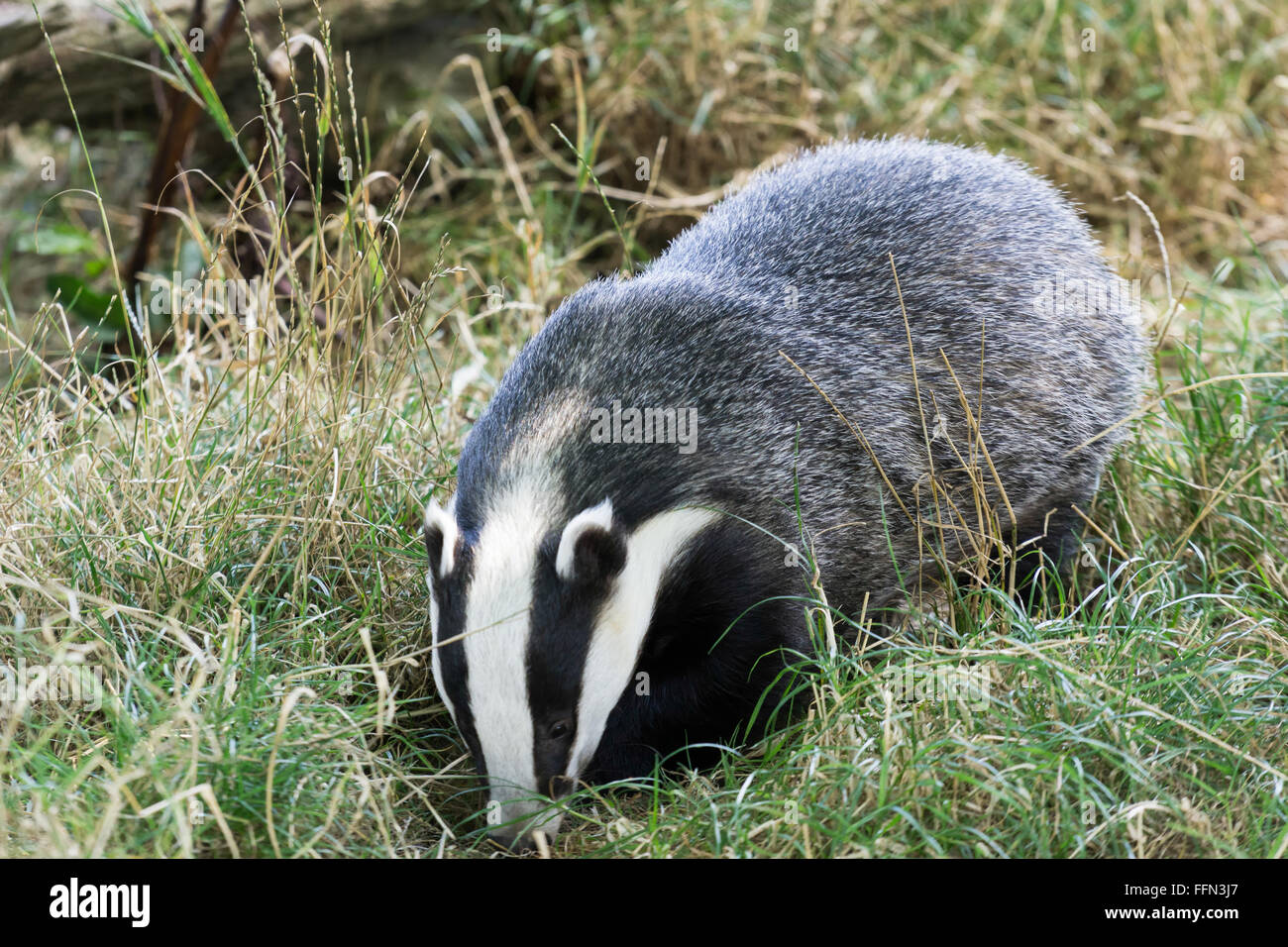 15001 Meles Meles European Badger