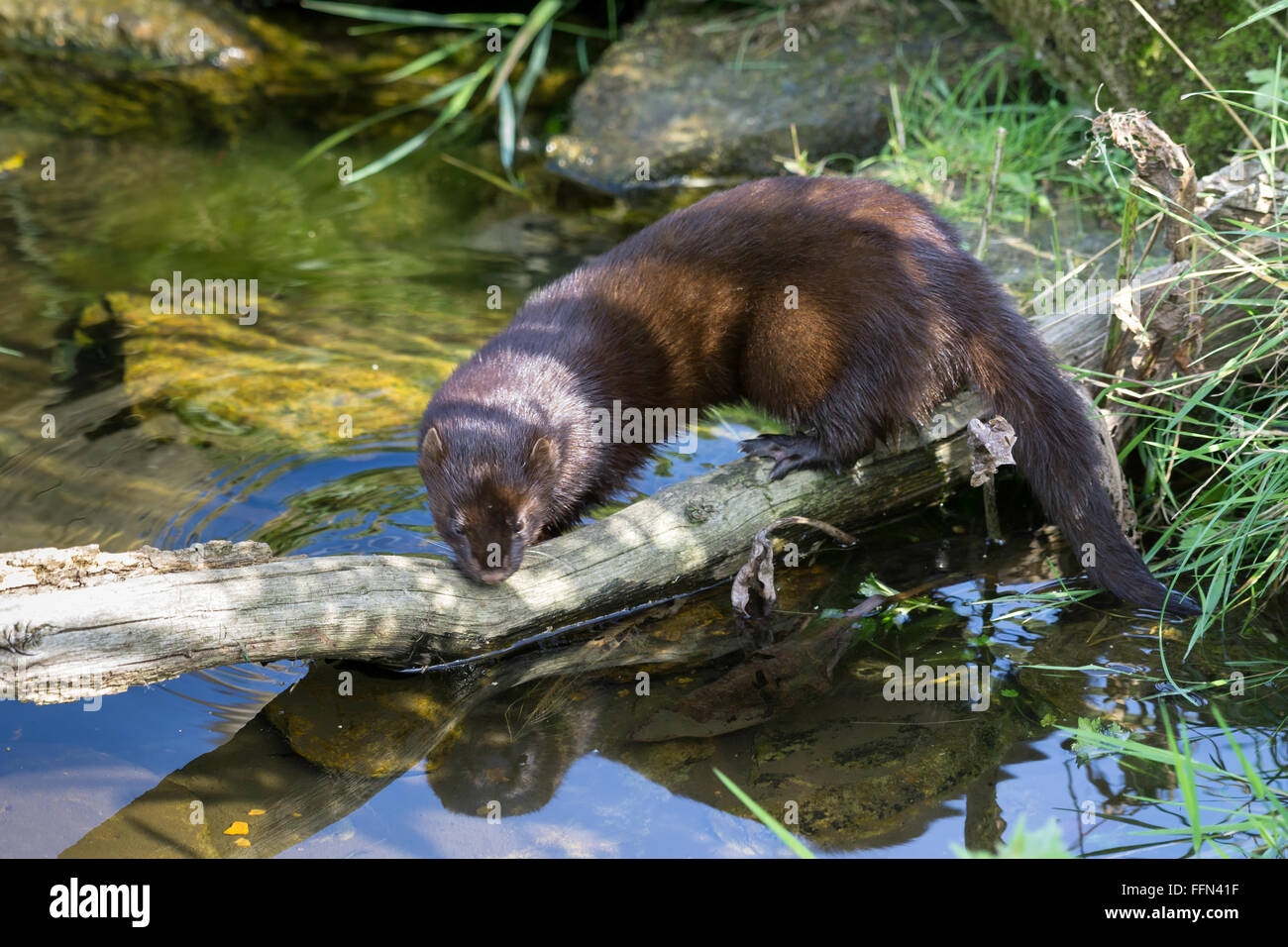 European Mink (Mustela lutreola Stock Photo Alamy
