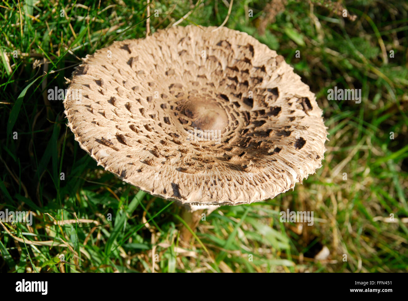 Parasol mushroom, Macrolepiota procera, showing the cap.  This specimen is 4 to 5 inches in diameter. Stock Photo