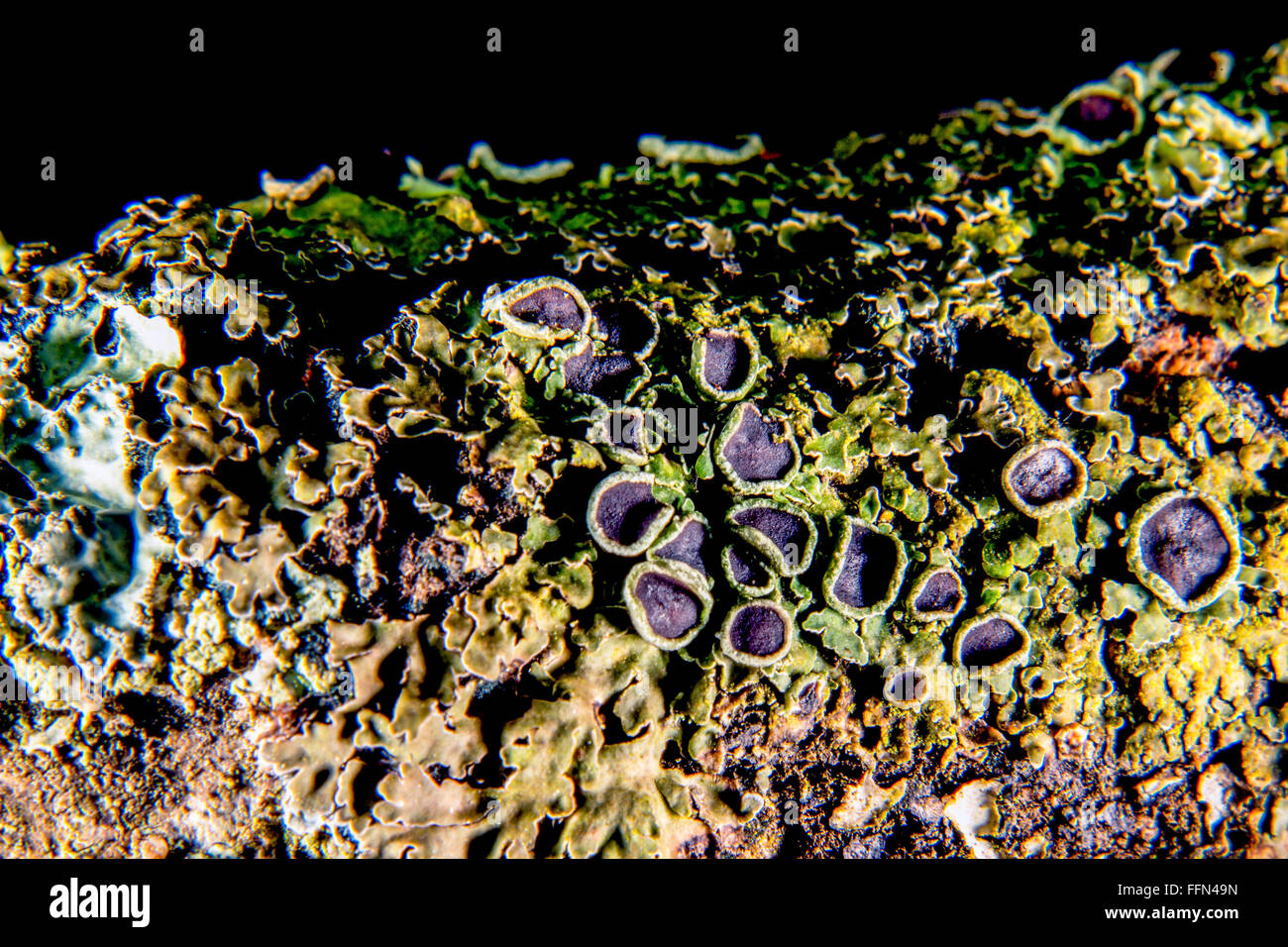 Lichen close-up Stock Photo