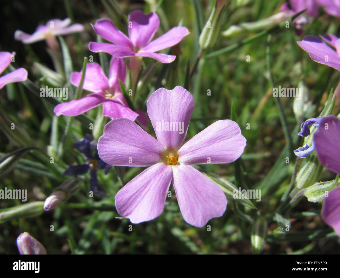 Best wild flower hi-res stock photography and images - Alamy