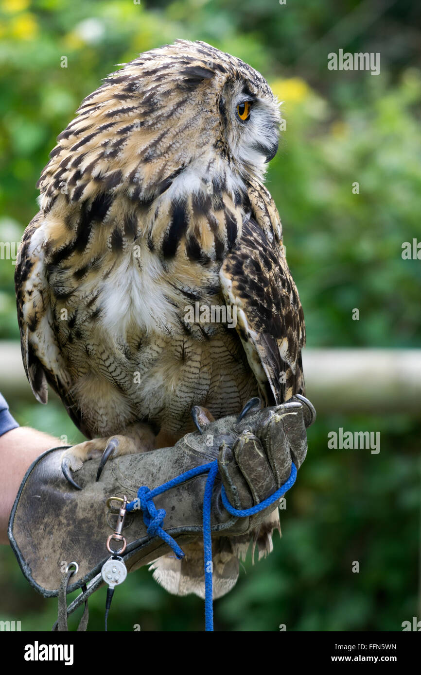Eurasian Eagle-Owl (Bubo bubo) Stock Photo