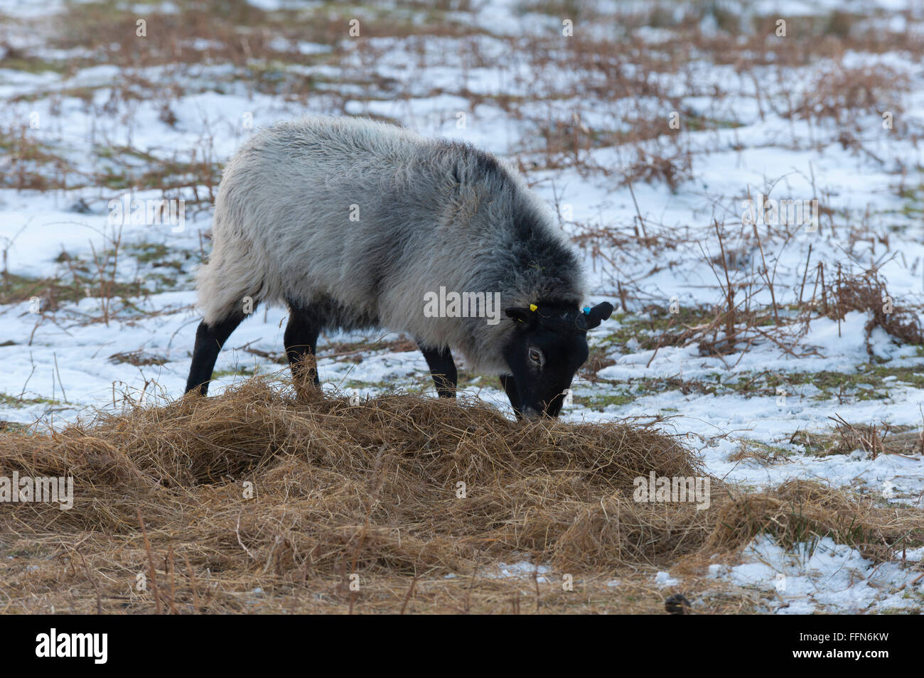 Weather sheep hi-res stock photography and images - Alamy