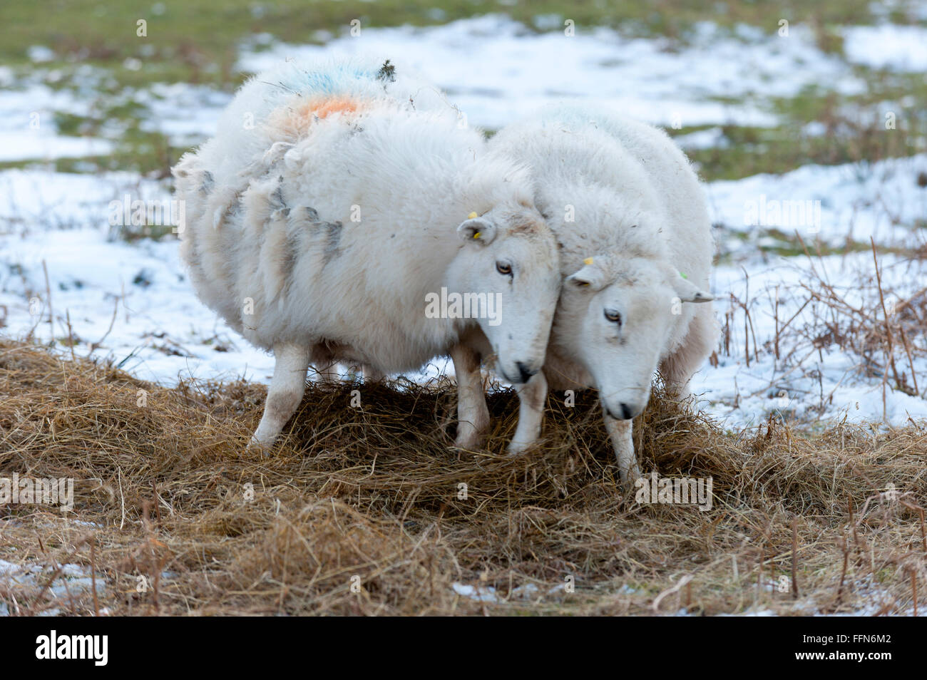 Weather sheep hi-res stock photography and images - Alamy