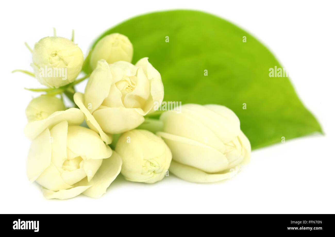 Jasmine flower over white background Stock Photo Alamy