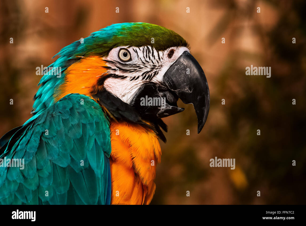 Blue green orange macaw talking parrot portrait closeup Stock Photo
