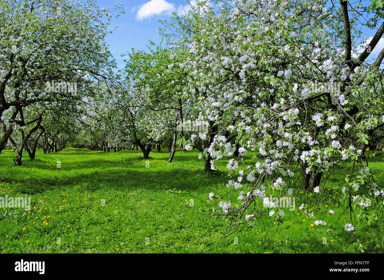 Apple tree garden hi-res stock photography and images - Alamy