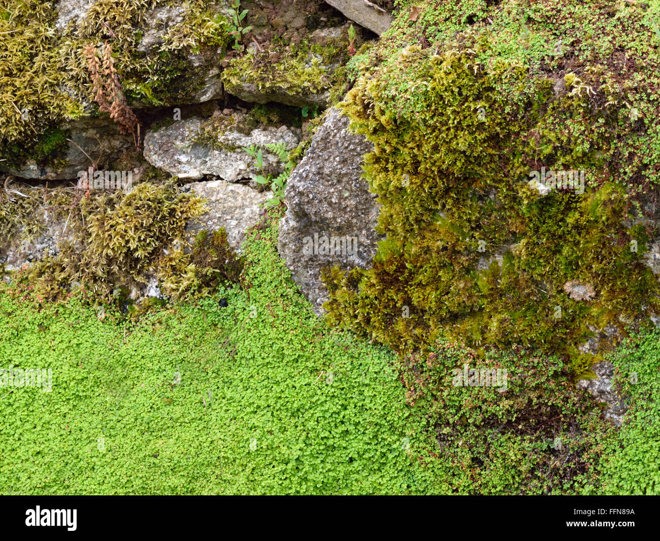 Old stone wall in a village in Cornwall UK hand built in the 19th century. Nature has adorned it with moss and lichen. Stock Photo