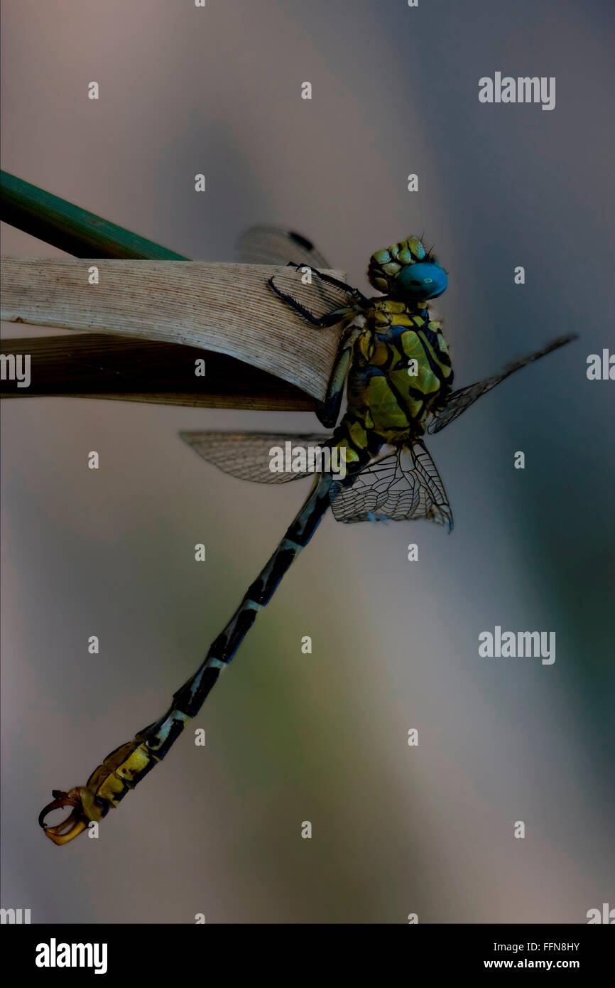 wild black yellow dragonfly anax imperator on a wood leaf in the bush ...