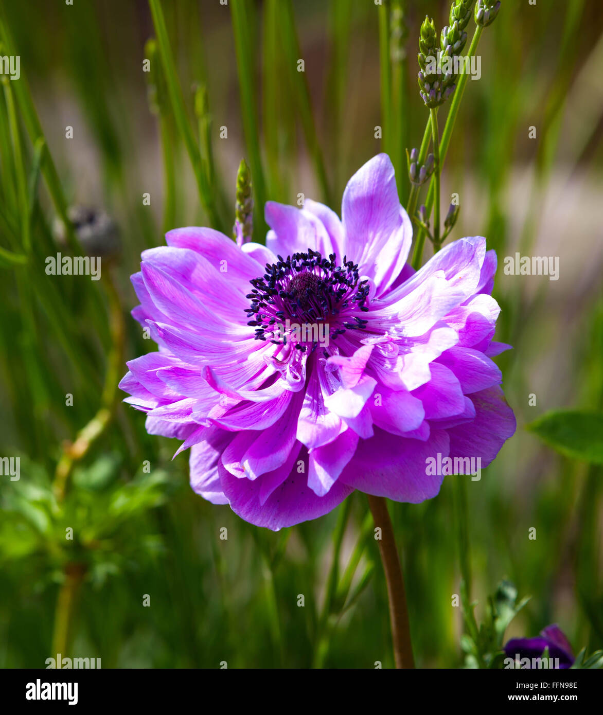 Anemone is a genus of about 120 species of flowering plants in the