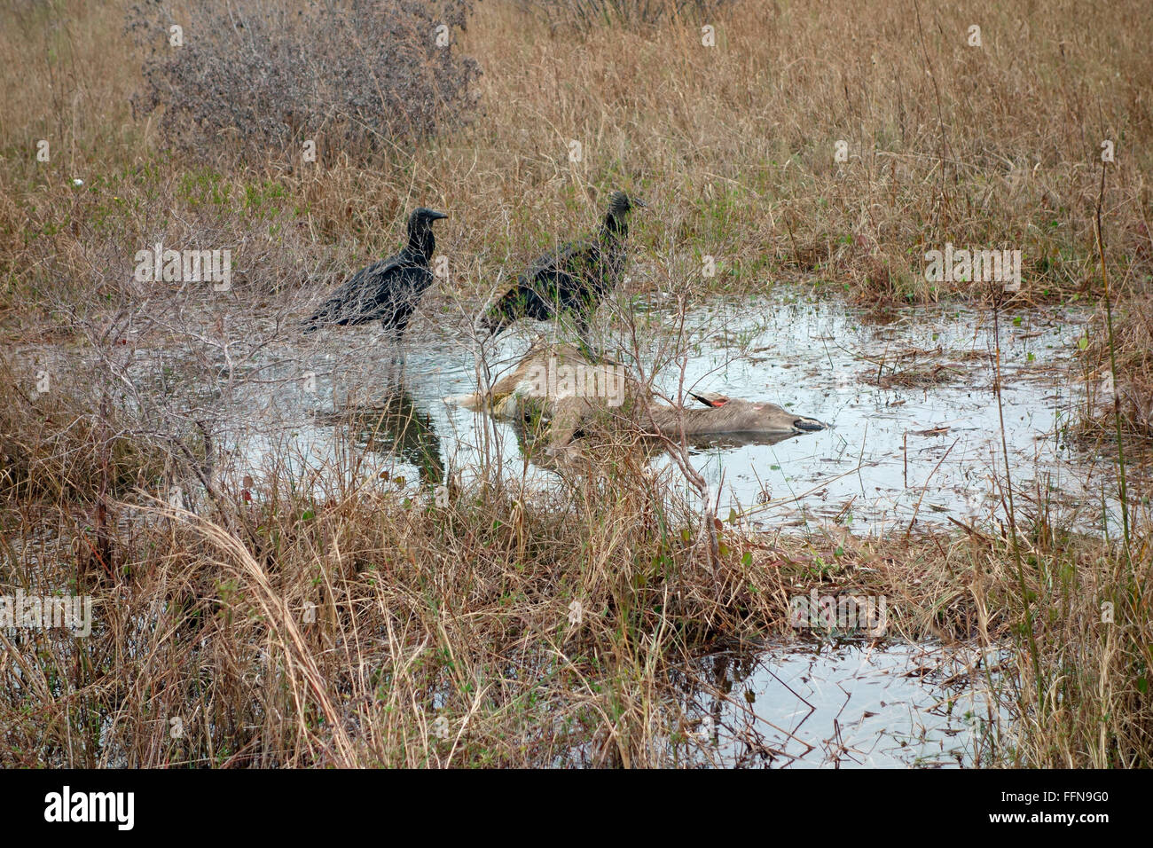 Vultures scavenging on a dead deer carcass in Florida, USA Stock Photo