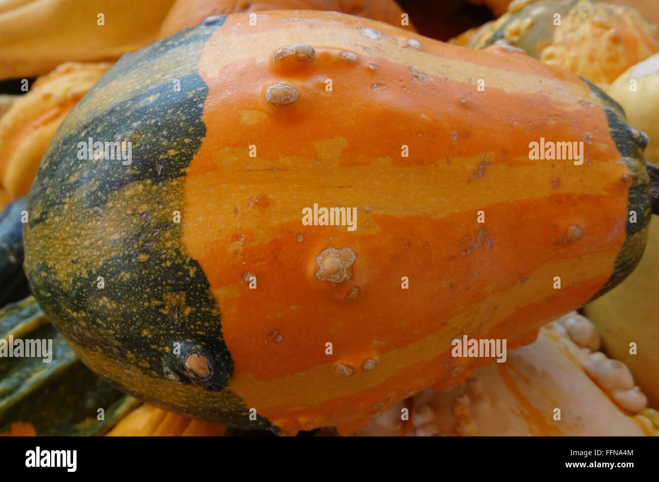 Cucurbita pepo, Warty bicolored pear gourd, ornamental gourd, bicolored with warts, lowers portion green uper orange yellow Stock Photo
