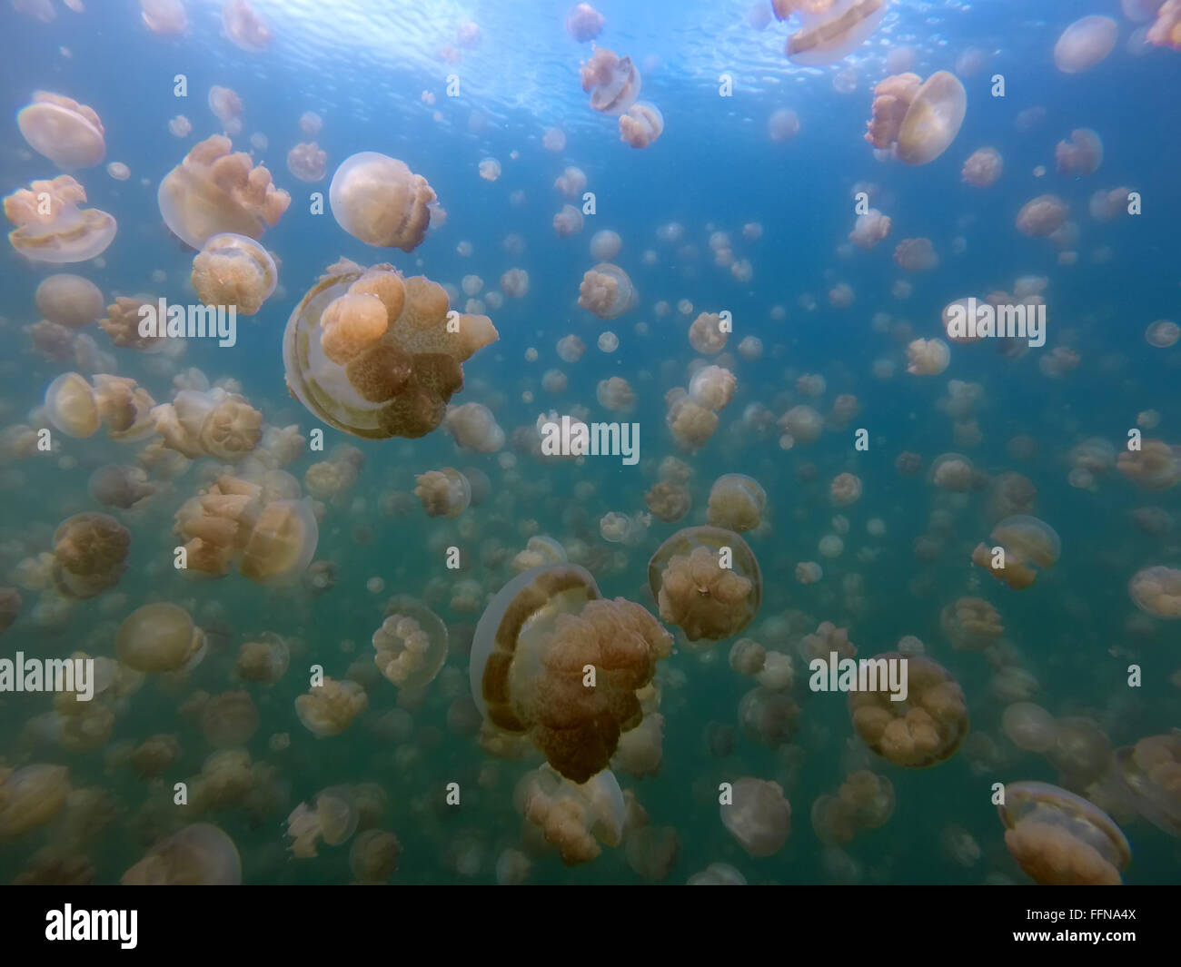 Jellyfish Lake in Palau, Micronesia, Pacific Ocean: world famous tourist attraction. Golden jellyfish swimming underwater Stock Photo