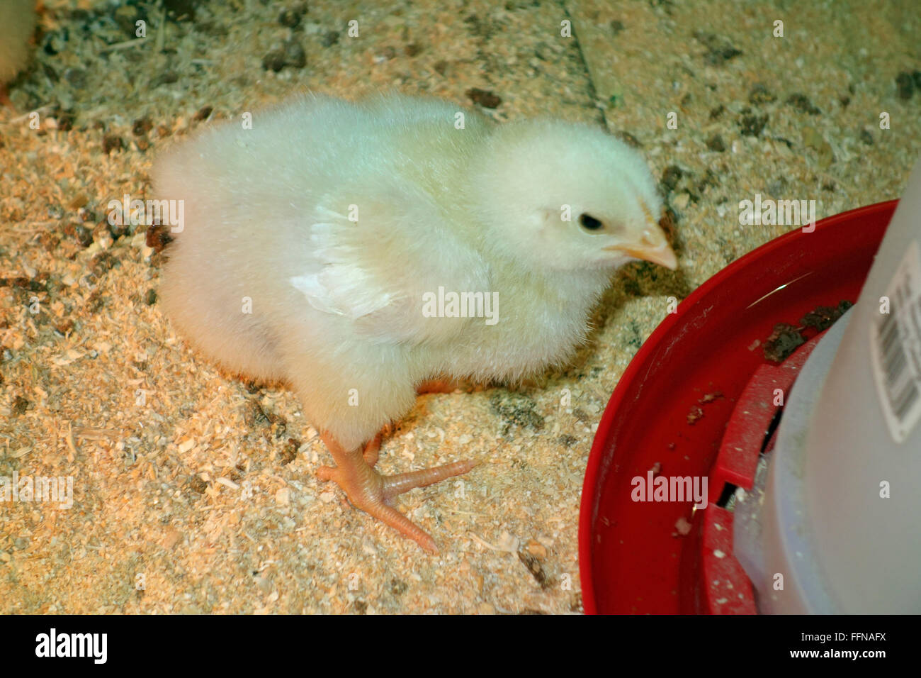 A baby hatchling chicken chick with fluffy white feathers and down Stock Photo