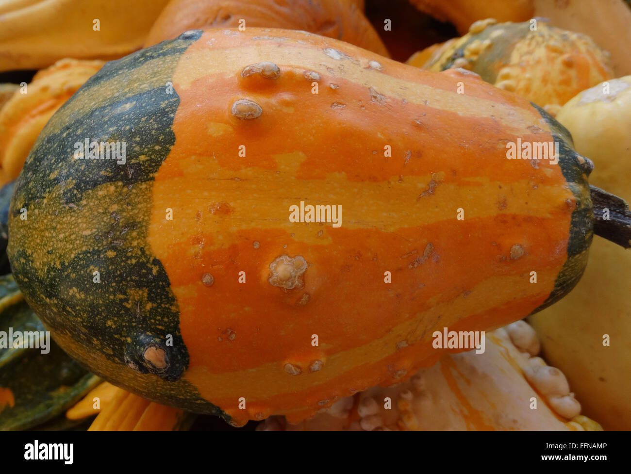 Cucurbita pepo, Warty bicolored pear gourd, ornamental gourd, bicolored with warts, lowers portion green uper orange yellow Stock Photo
