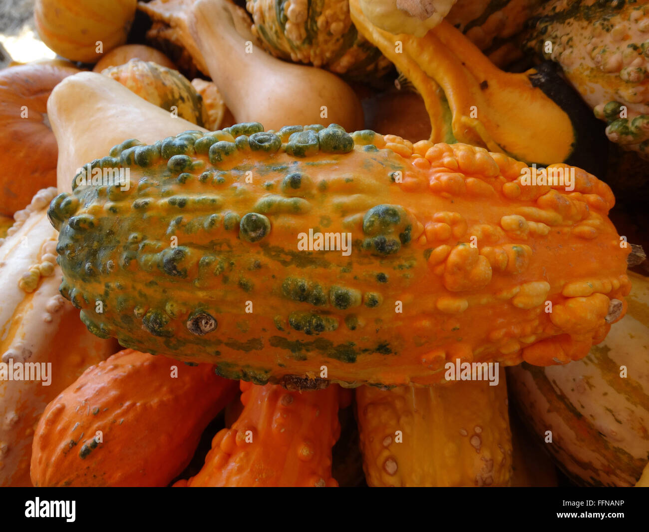 Cucurbita pepo, Warty gourd, ornamental gourd with warty surface, tough