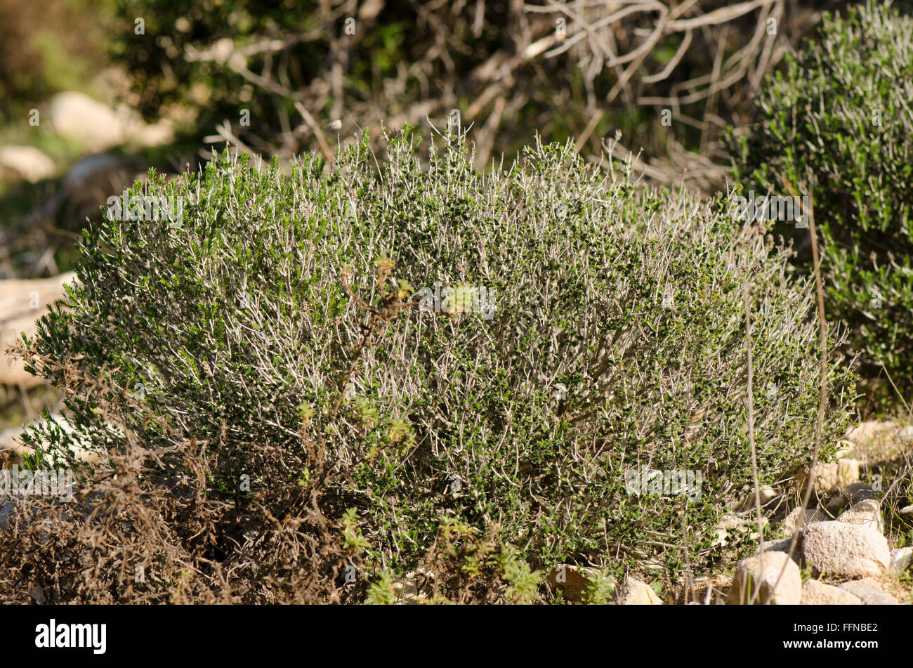 Thymus vulgaris, Common thyme, German thyme, garden thyme, wild herb in