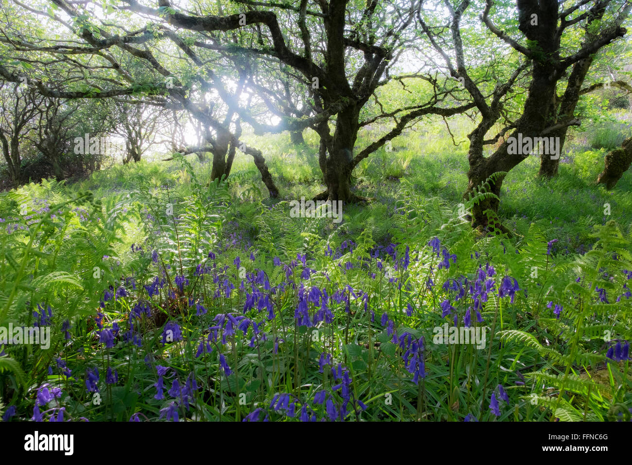 bluebells or wild hyacinths in hornbeam wildwood at springtime with sunshine Stock Photo