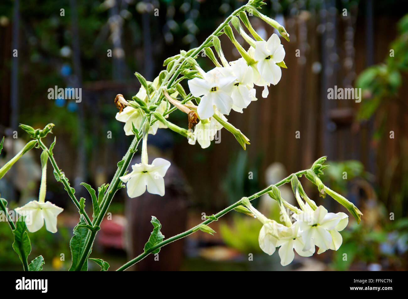 Nicotiana alata flowers garden hires stock photography and images Alamy