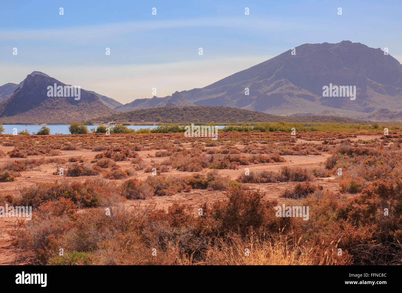 Desert Oasis -  Colorful desert foliage near an oasis in the Sonora Desert of Northern Mexico Stock Photo