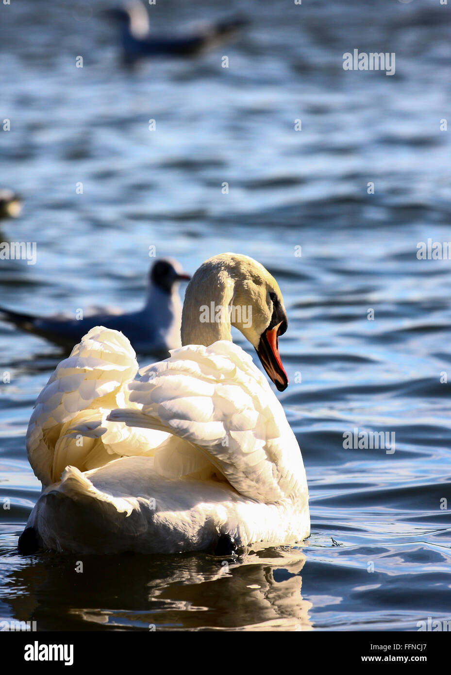 Leeds, UK. 16th Feb, 2016. As the school half term continues a cold but sunny day gave families the chance to visit Roundhay Park near Leeds, West Yorkshire. The swans were also enjoying the sunshine on their feathers. Taken on the 16th February 2016. Credit:  Andrew Gardner/Alamy Live News Stock Photo
