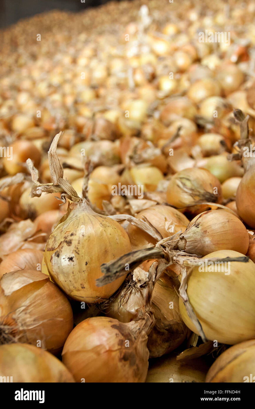 Large salad onions hi-res stock photography and images - Alamy