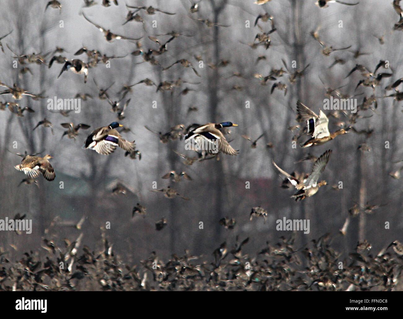 Srinagar, India. 16th Feb, 2016. Migratory birds flight in Hokersar wetlands on the outskirts of Srinagar, the summer capital of Indian controlled by Kashmir. The wildlife department conducts International Waterbird Census in Kashmir annually to check the population of these bird species. Credit:  Faisal Khan/Pacific Press/Alamy Live News Stock Photo