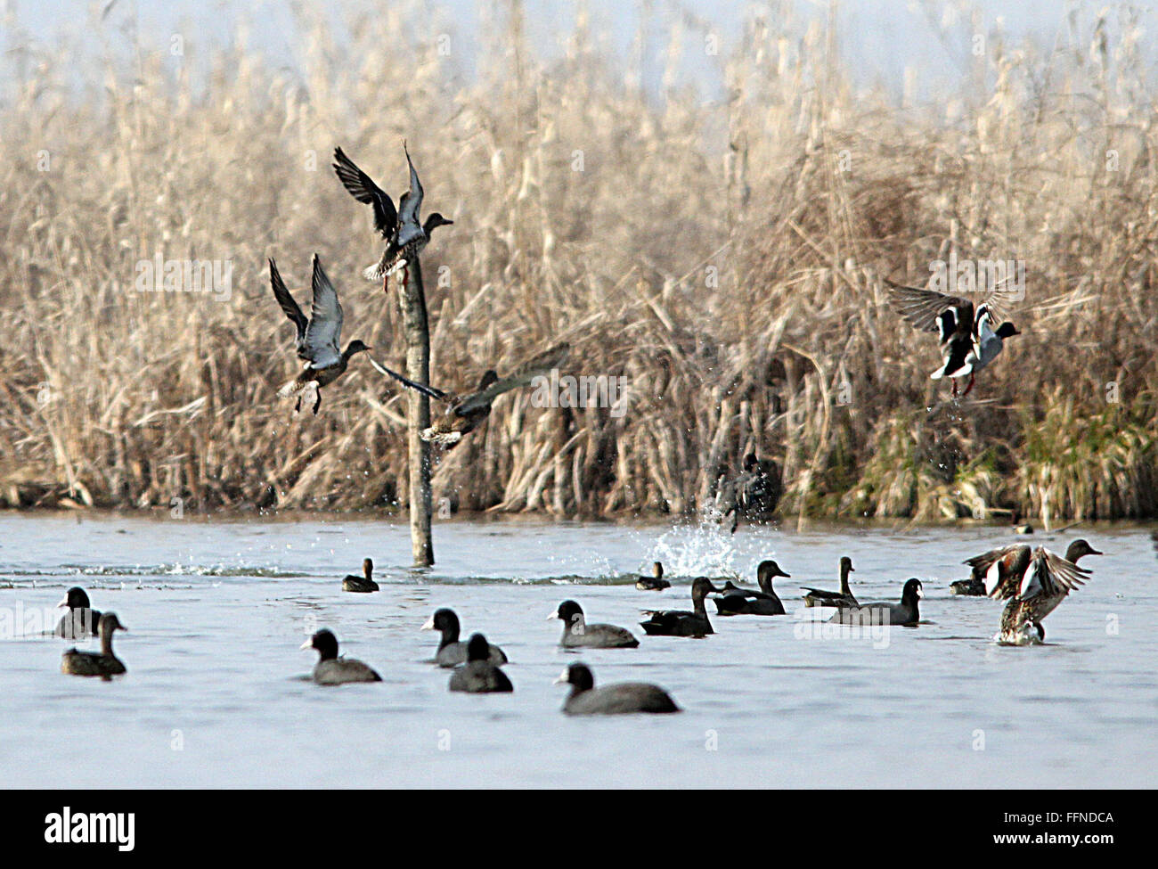 Srinagar, India. 16th Feb, 2016. Migratory birds flight in Hokersar wetlands on the outskirts of Srinagar, the summer capital of Indian controlled by Kashmir. The wildlife department conducts International Waterbird Census in Kashmir annually to check the population of these bird species. Credit:  Faisal Khan/Pacific Press/Alamy Live News Stock Photo