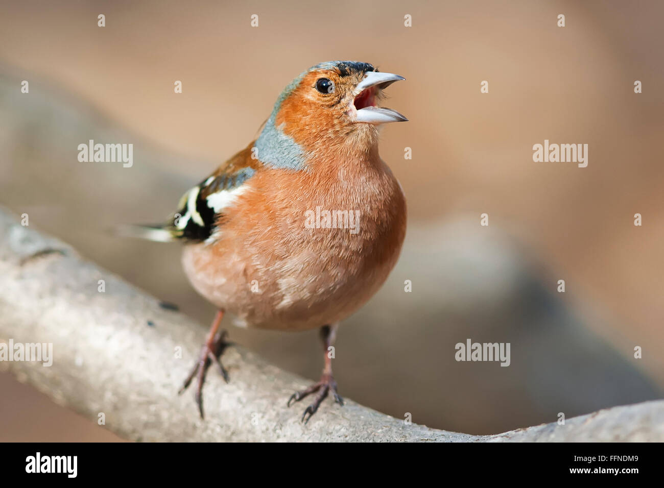 bird Chaffinch sings the song of the male is to attract entice the branch tree Park spring April Stock Photo