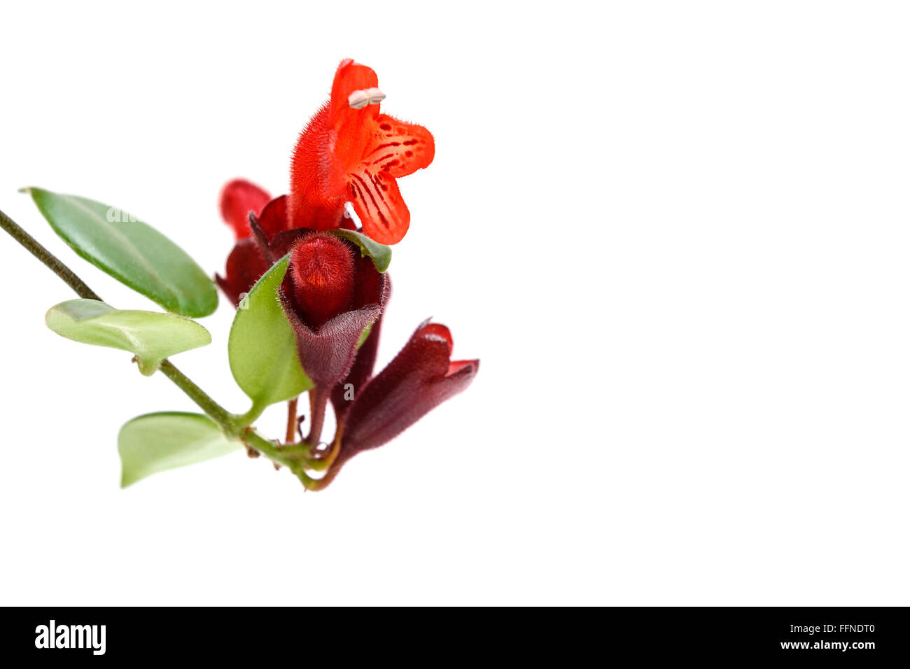 Red Lipstick flower. Aeschynanthus radicans. Isolated on white background Stock Photo