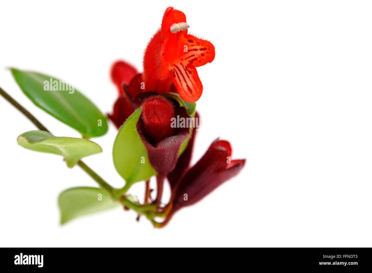 Red Lipstick flower. Aeschynanthus radicans. Isolated on white background Stock Photo
