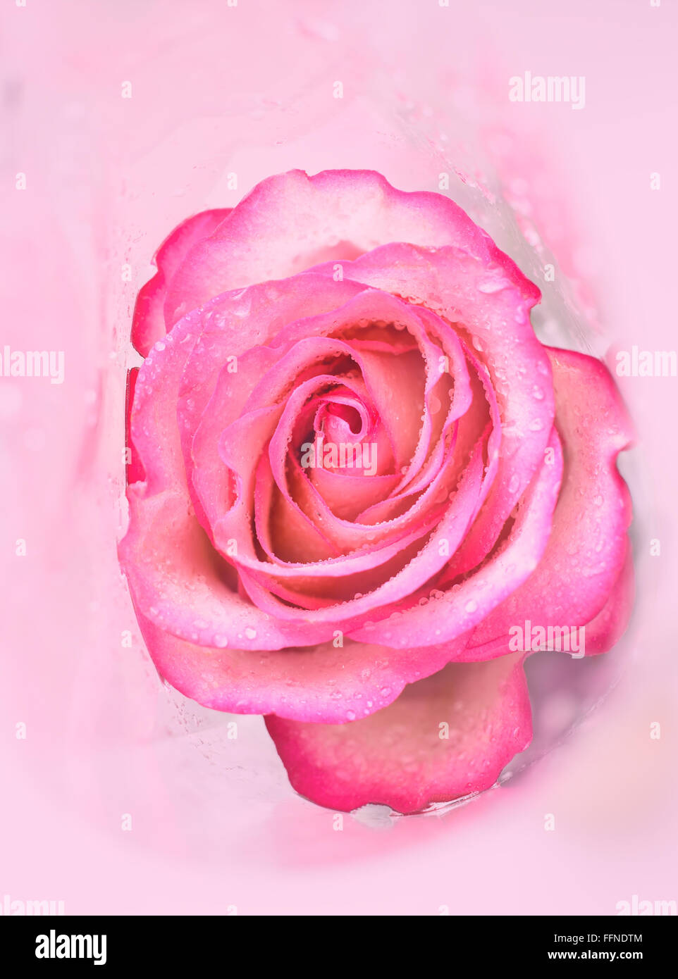 Flowers wrapped in cellophane hi-res stock photography and images - Alamy