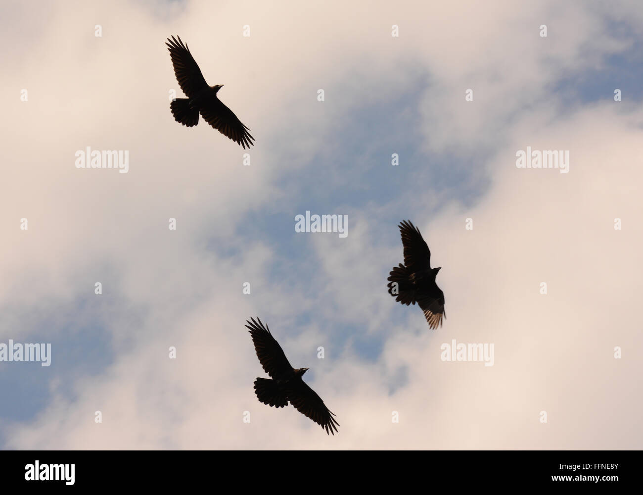 Ravens fly Stock Photo