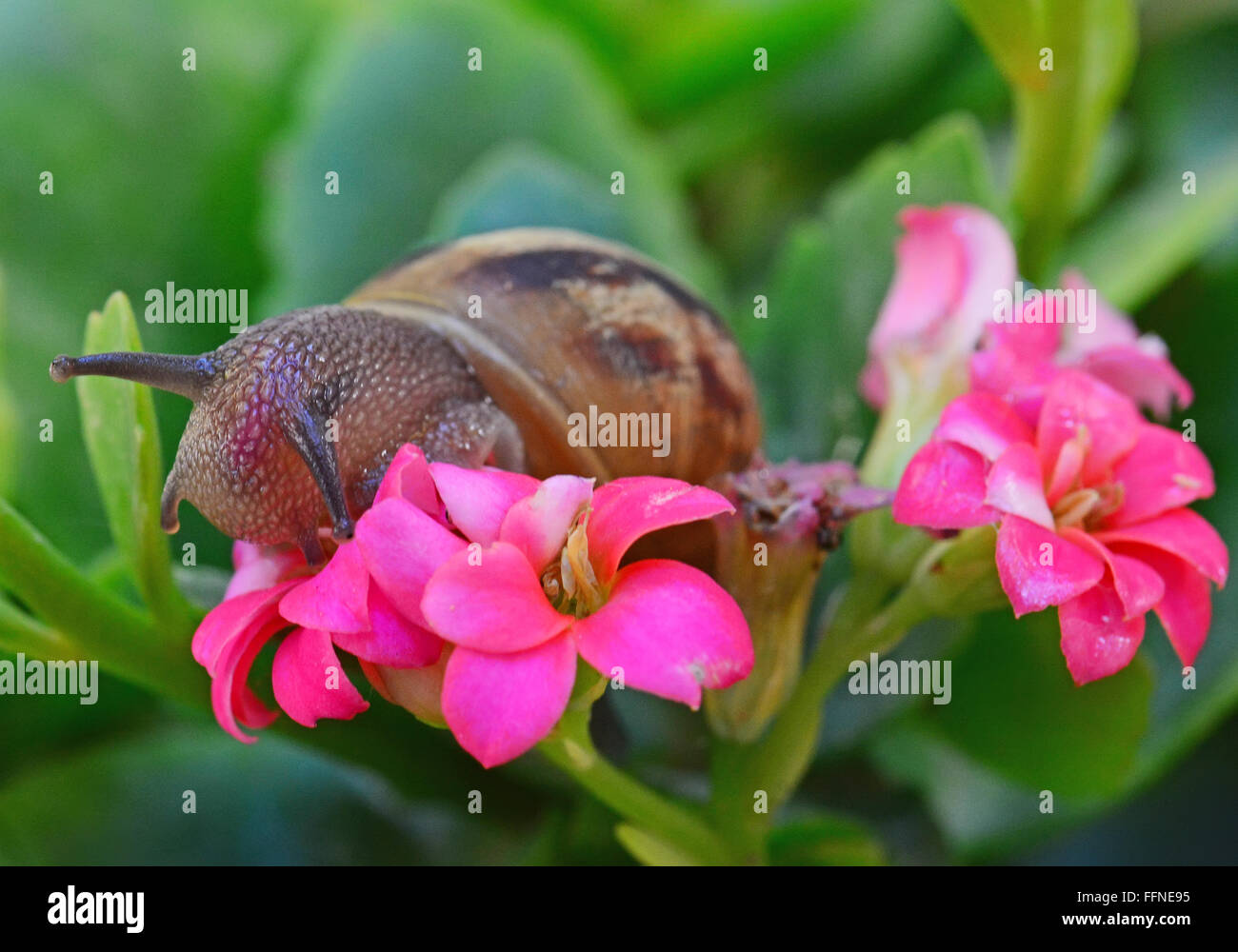 https://c8.alamy.com/comp/FFNE95/snail-eat-flower-FFNE95.jpg