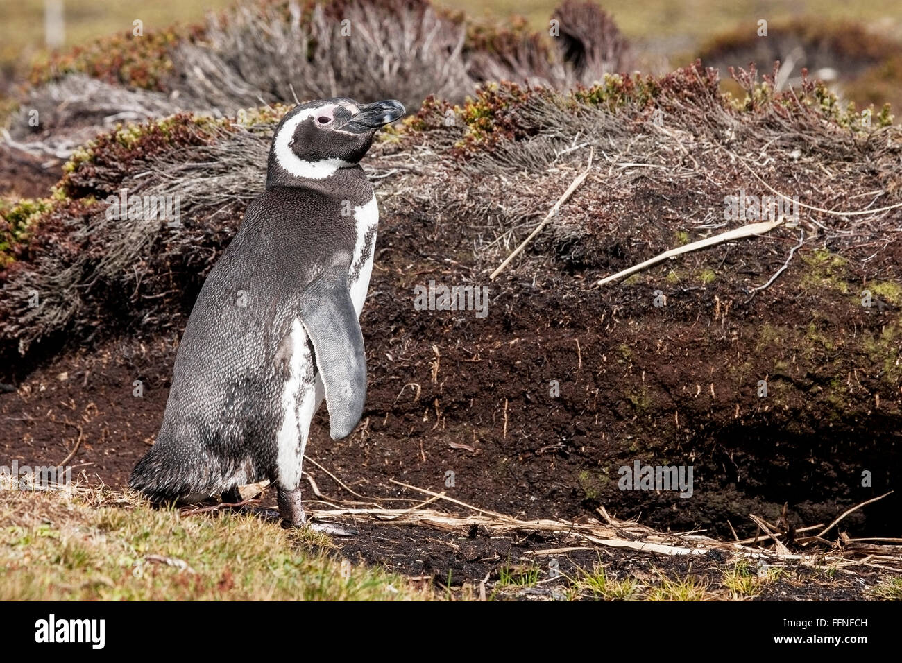 Magellanic penguin (Spheniscus magellanicus) adult standing near burrow at breeding colony, Falkland Islands Stock Photo