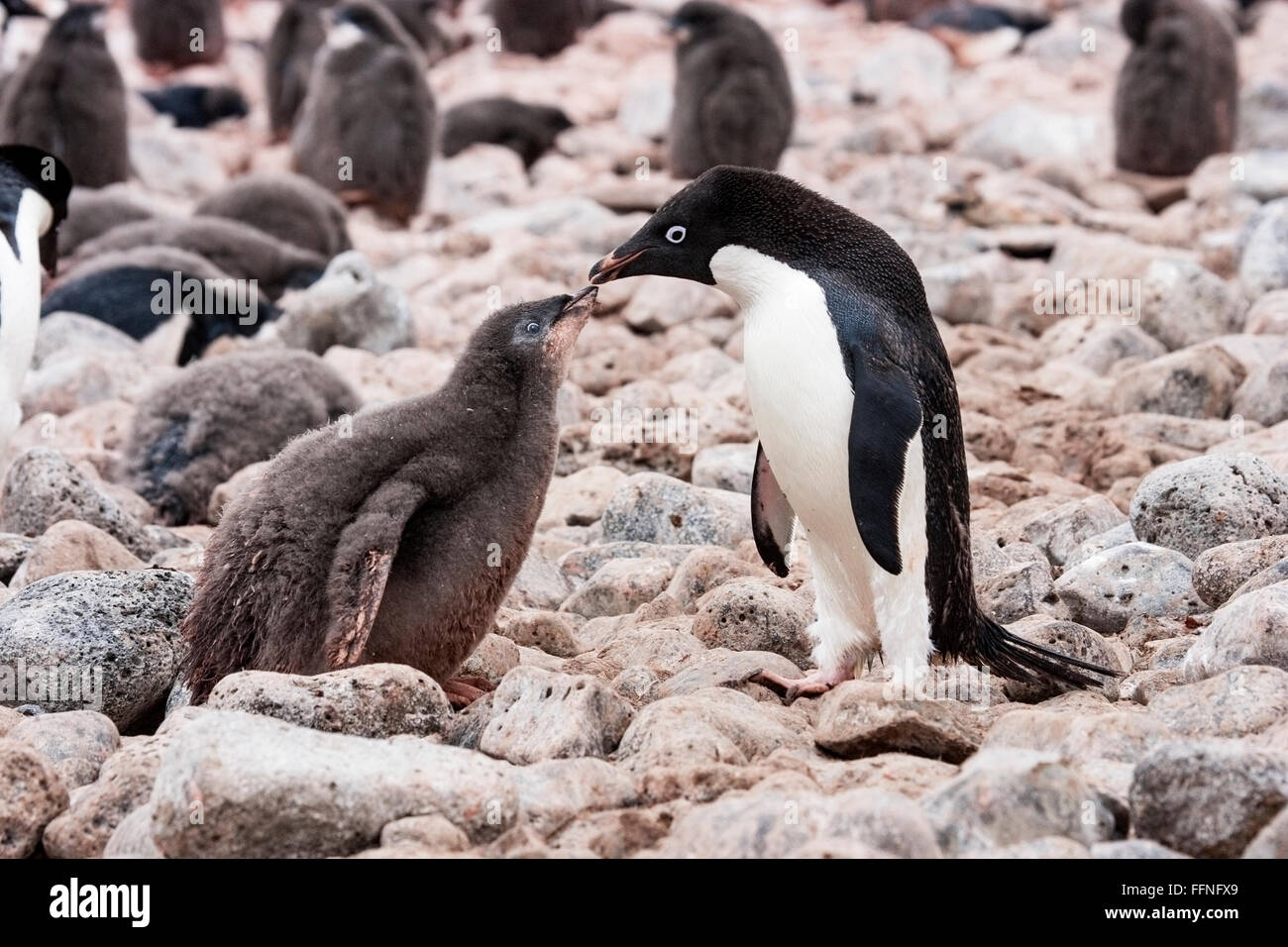 Adelie penguin (Pygoscelis adeliae) adult feeding chick while standing ...