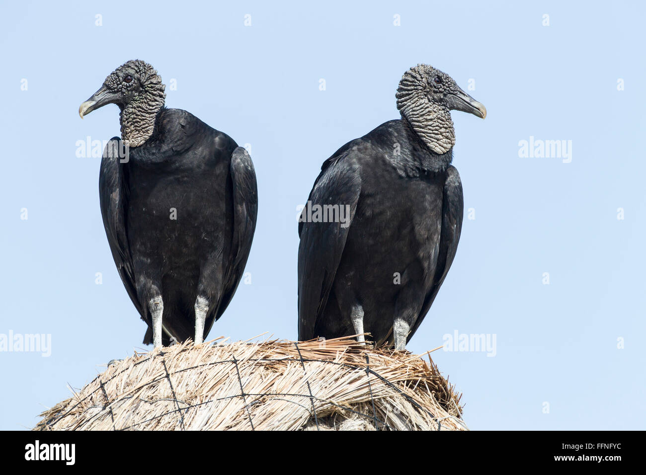 American black vulture (Coragyps atratus) two adults perched on dry