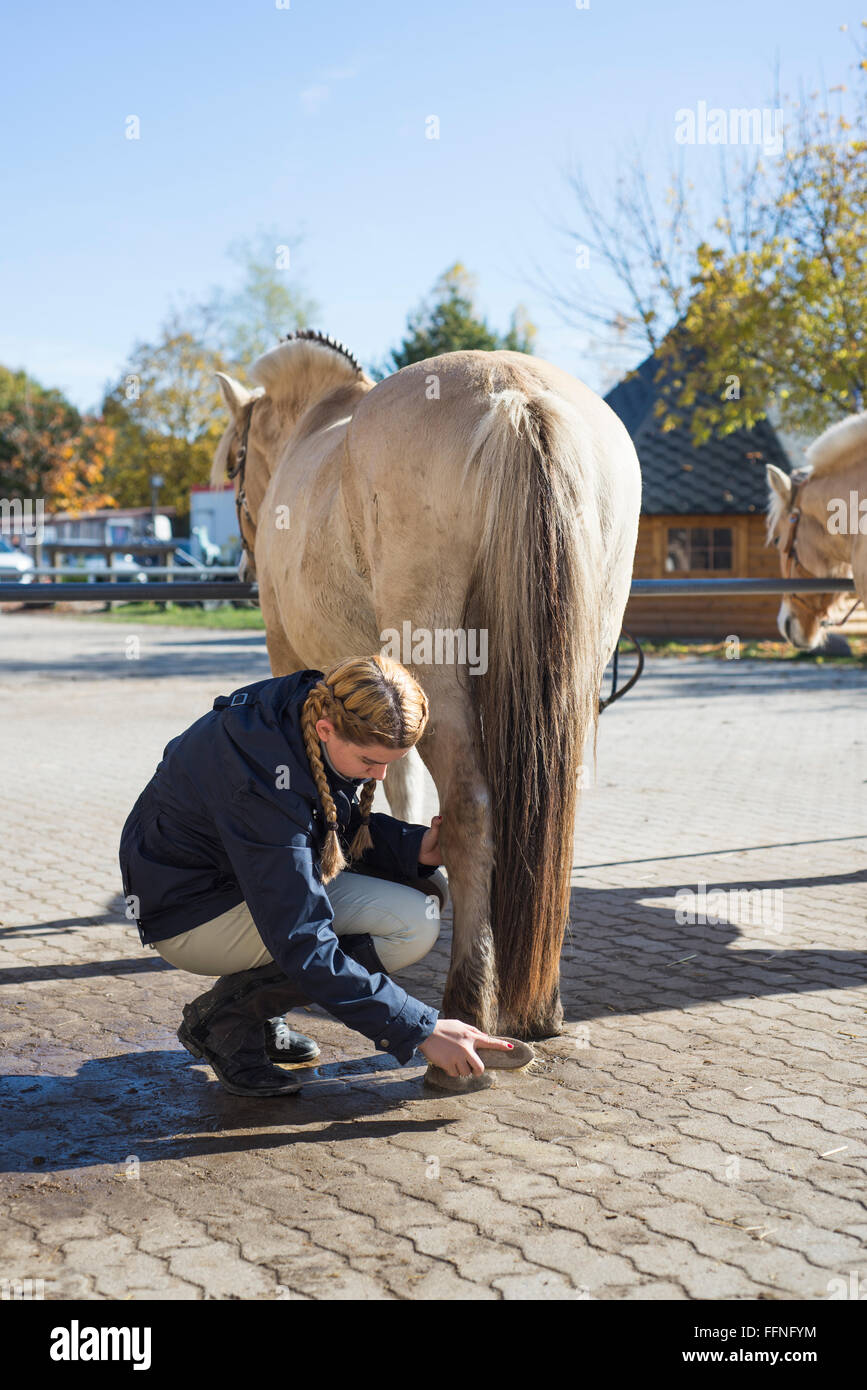 Young woman with braids brushing the left hind leg of a Fjord horse on