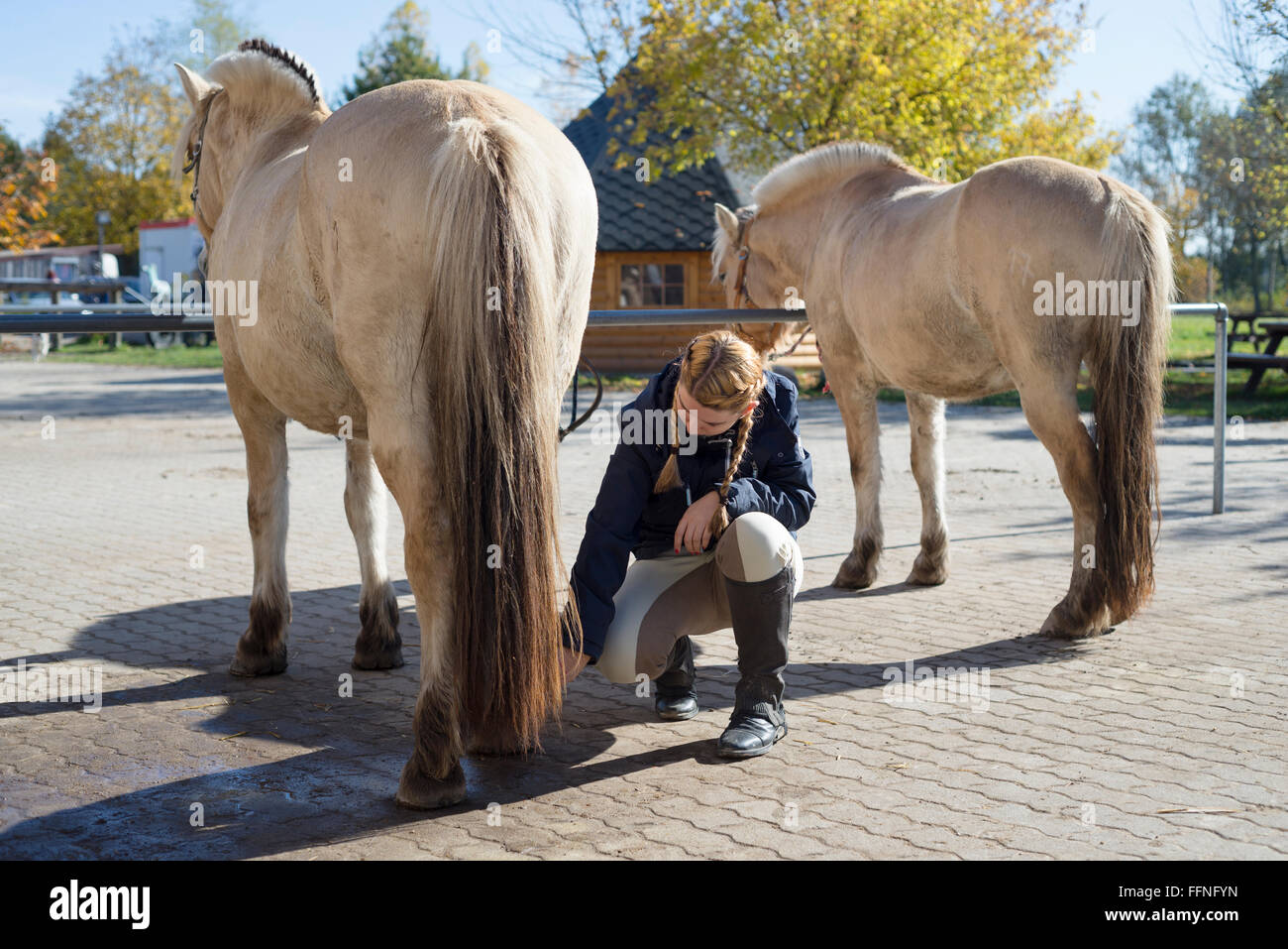 Young woman with braids brushing the left hind leg of a Fjord horse on