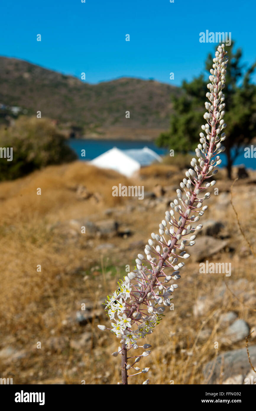 Griechenland, Kreta, Nordosten, Mohlos, Insel Agios Nikolaos, Weisse Meerzwiebel (Urginea maritima) Stock Photo