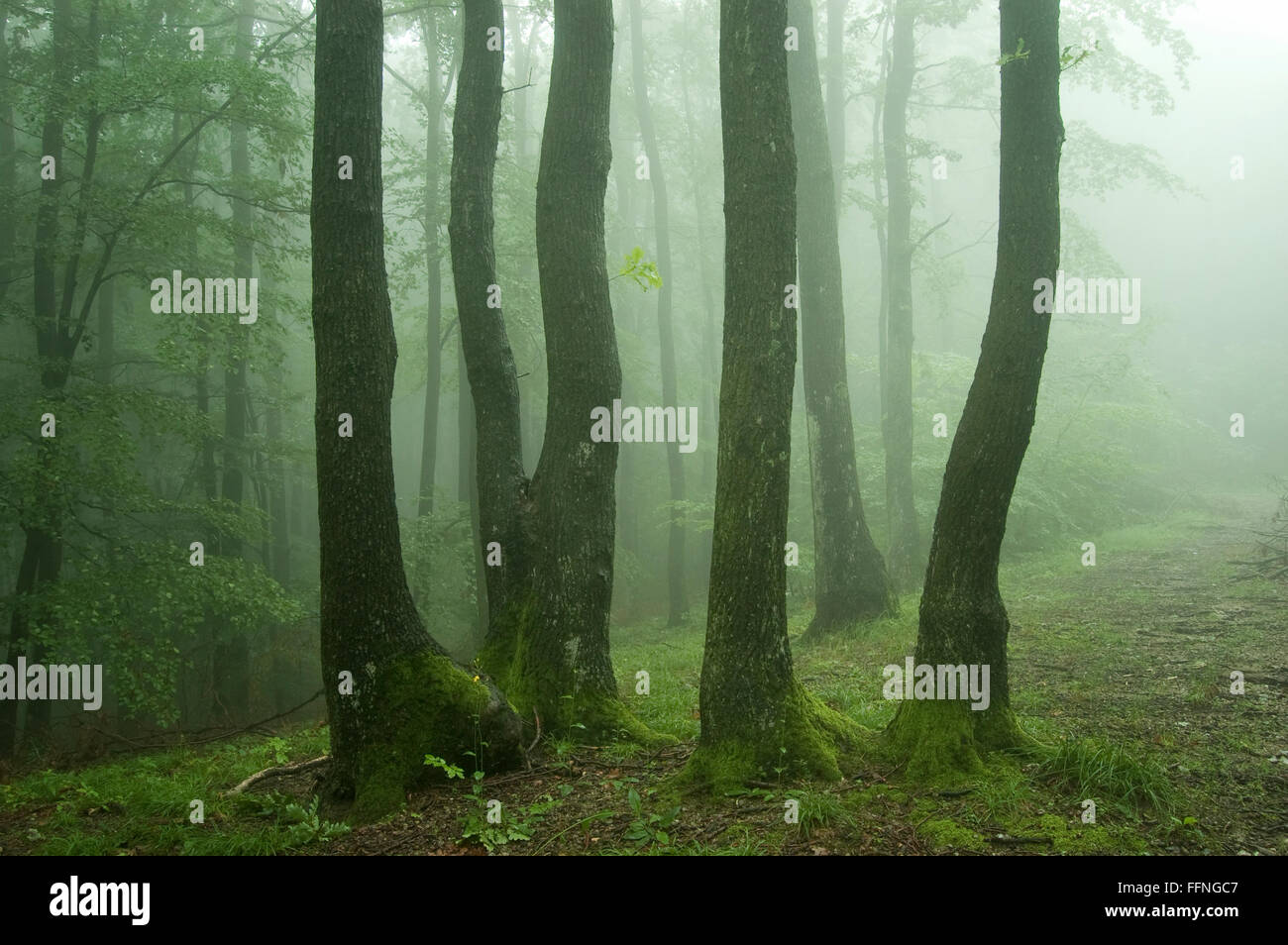 misty green forest Stock Photo - Alamy