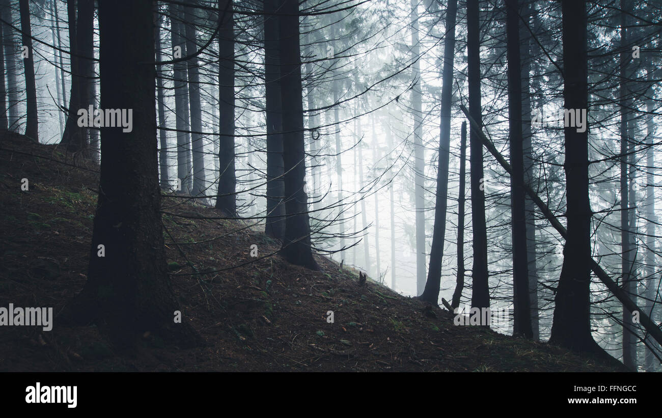 pine tree forest in fog Stock Photo